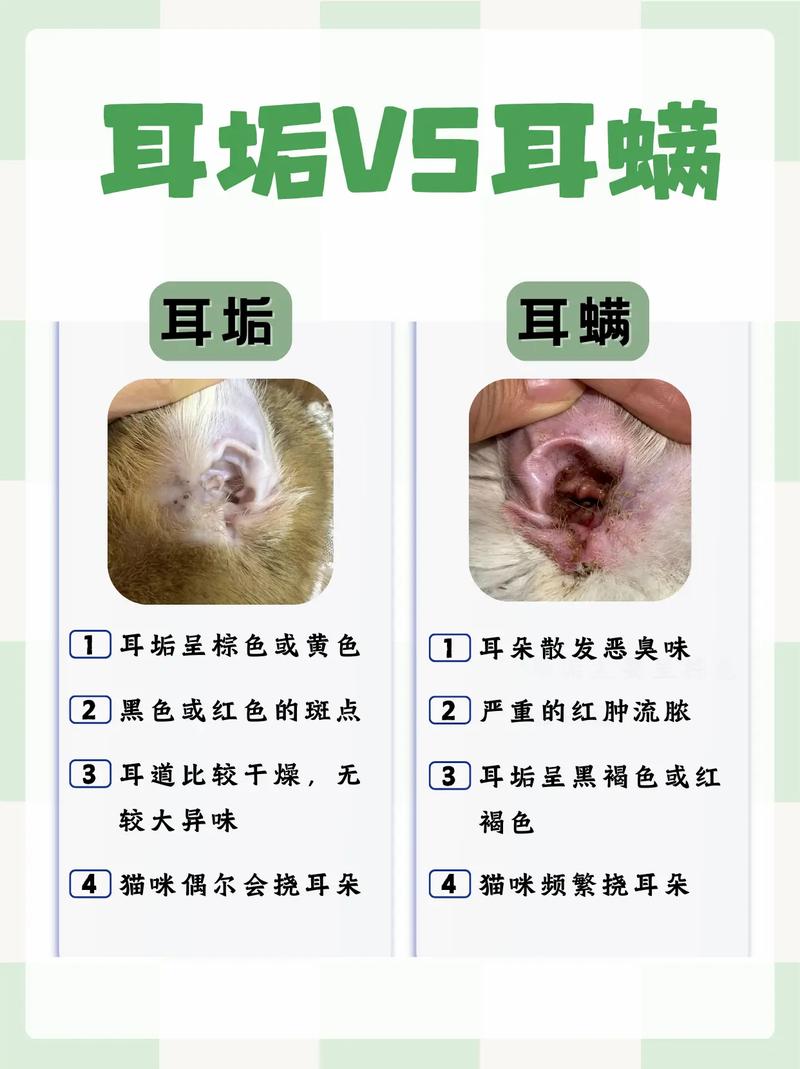 貓咪耳螨的早期跡象與預(yù)防措施