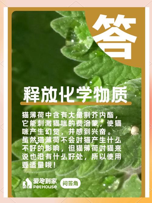 貓咪真的愛貓薄荷嗎？探索它們的神秘喜好