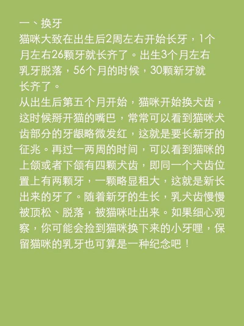 貓咪何時開始長牙？探索幼貓成長的秘密