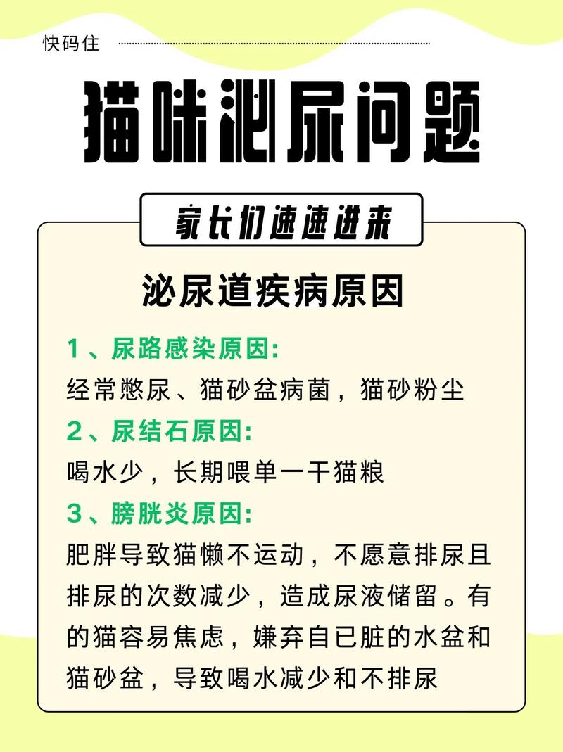 貓咪尿道感染的常見癥狀與預防措施