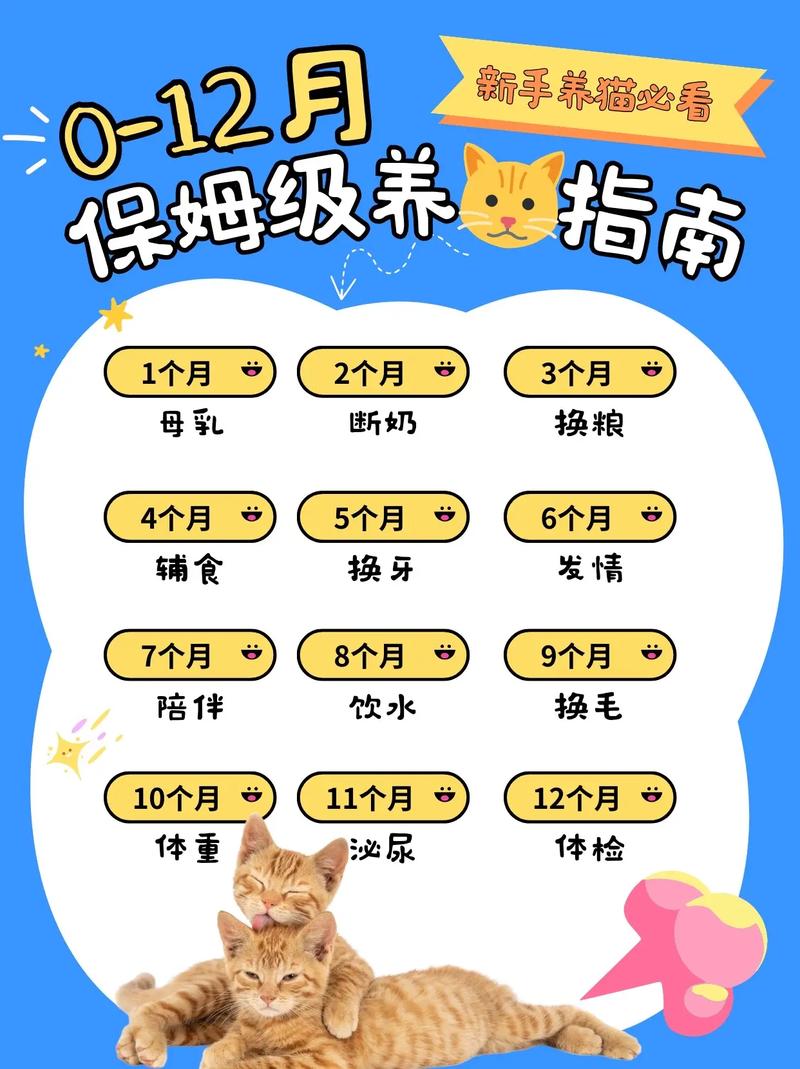 養(yǎng)一只貓咪的全面預(yù)算指南