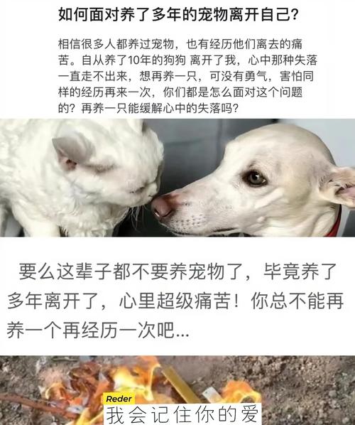 如何面對愛寵離世，告別與撫慰的溫馨指南