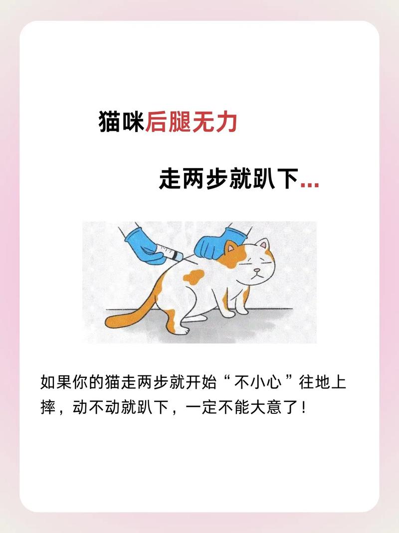 貓咪高燒不退？五步急救攻略