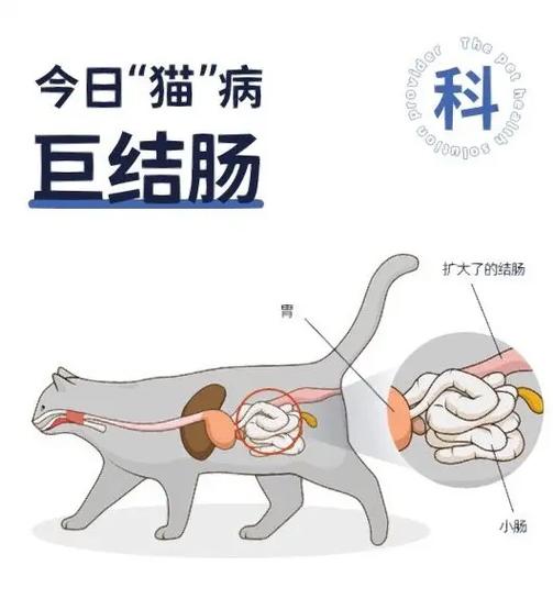 揭秘貓咪不食與便秘的秘密