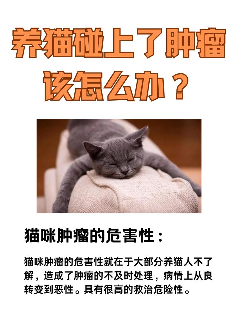 貓咪得了腫瘤，如何科學(xué)治療？