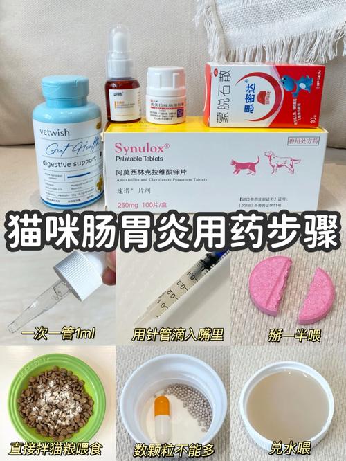 貓咪拉稀嘔吐？這些藥物能幫助它恢復(fù)健康