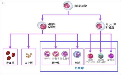 揭秘貓咪淋巴細(xì)胞比率偏高的神秘原因與應(yīng)對(duì)策略